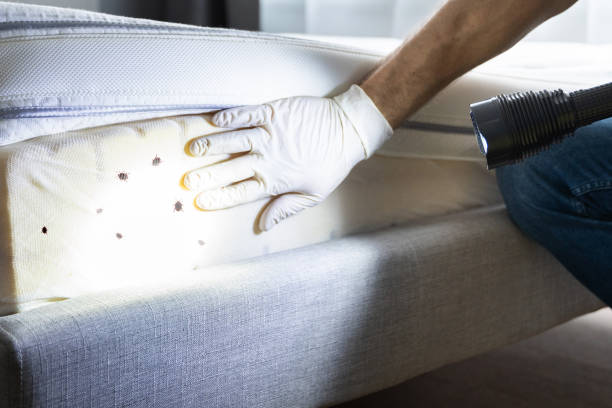 Best Cockroach Control Services  in Eastpointe, MI